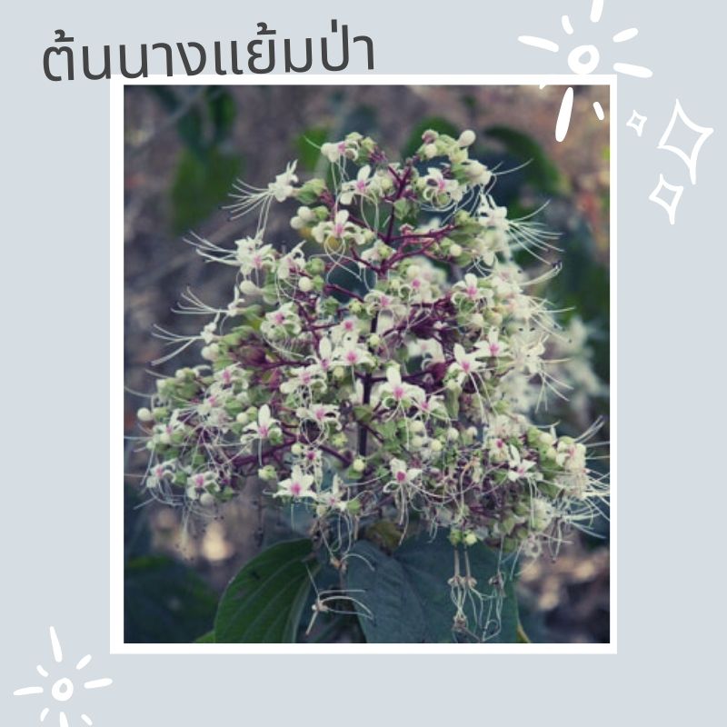 ต้นไม้ห้ามปลูกในบ้าน ต้นนางแย้มป่า