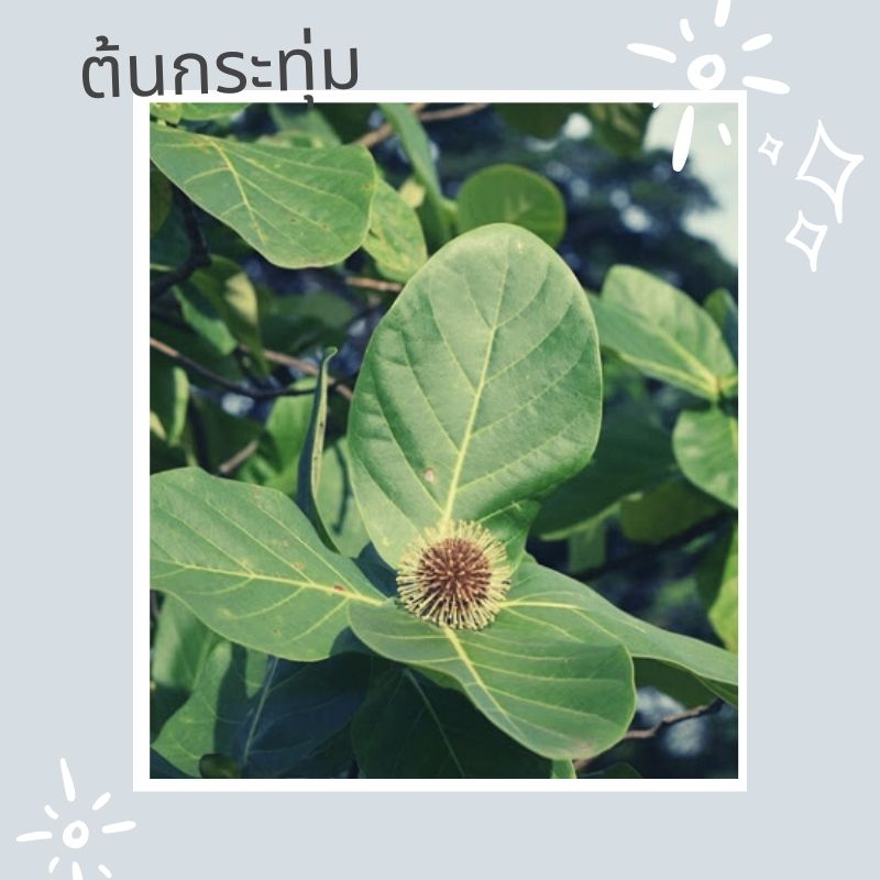 ต้นไม้ห้ามปลูกในบ้าน ต้นกระทุ่ม