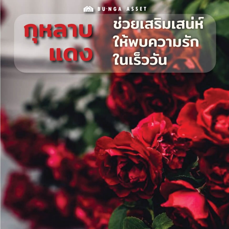 ต้นไม้เสริมความรัก - กุหลาบแดง