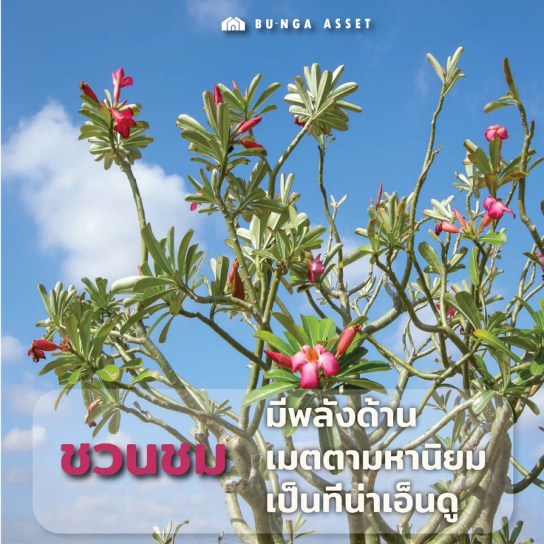 ต้นไม้เสริมความรัก - ชวนชม