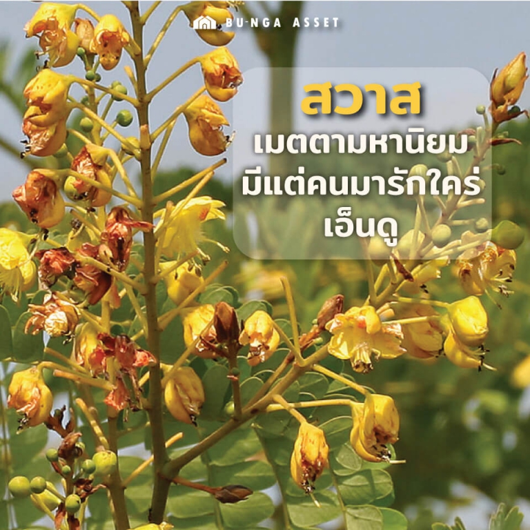 ต้นไม้เสริมความรัก - สวาส