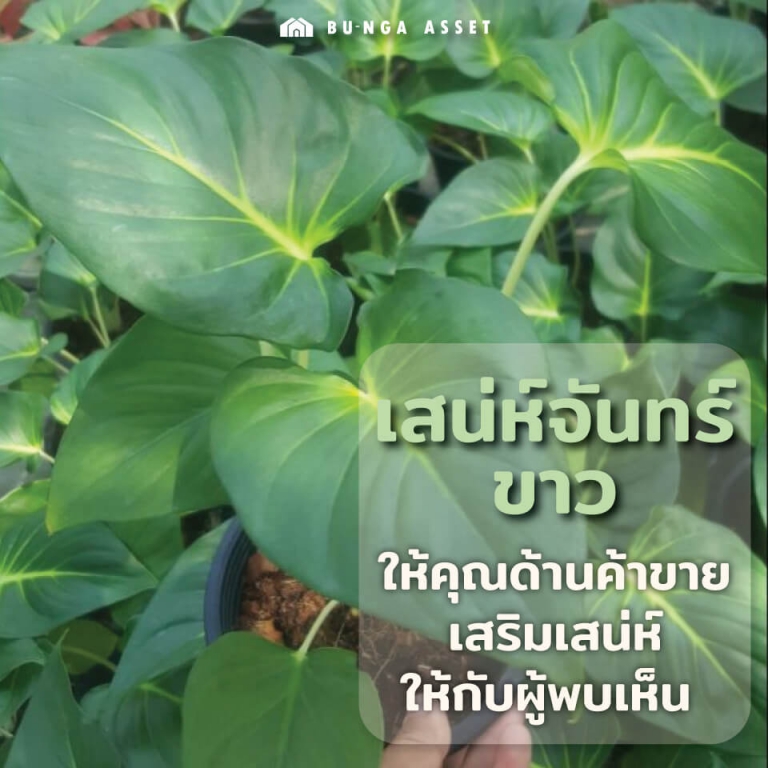 ต้นไม้เสริมความรัก - เสน่ห์จันทร์ขาว