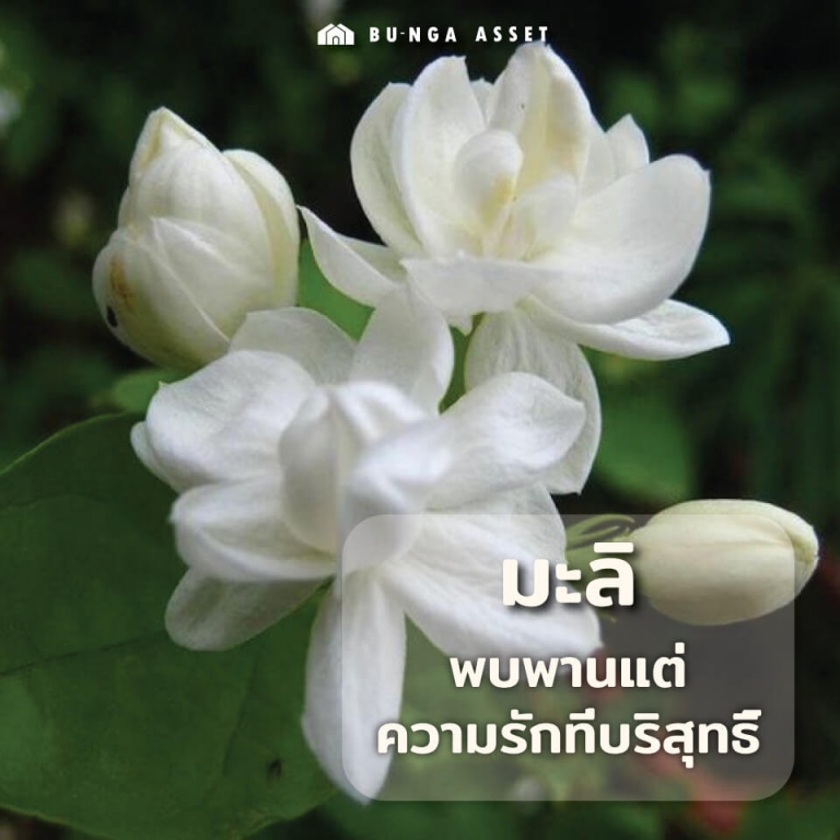 ต้นไม้เสริมความรัก - มะลิ