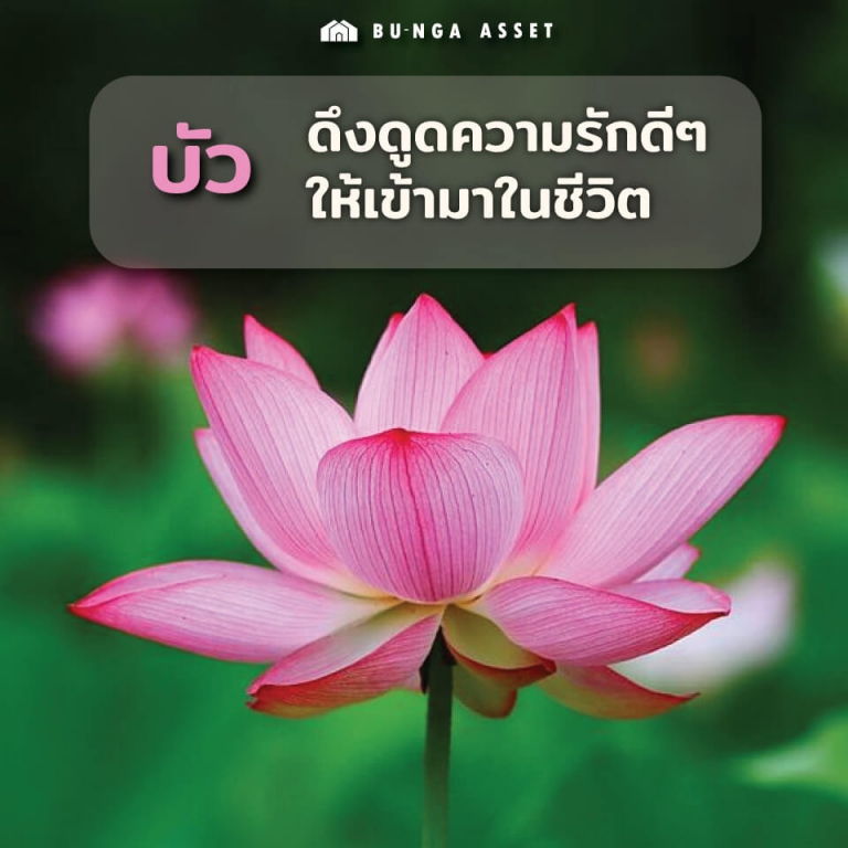 ต้นไม้เสริมความรัก - บัว