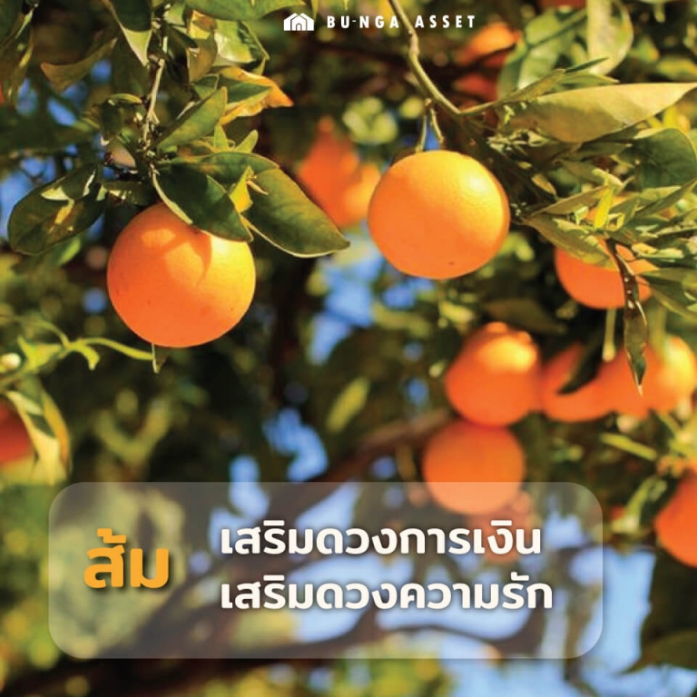 ต้นไม้เสริมความรัก - ส้ม