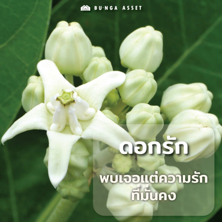 ต้นไม้เสริมความรัก ดอกรัก